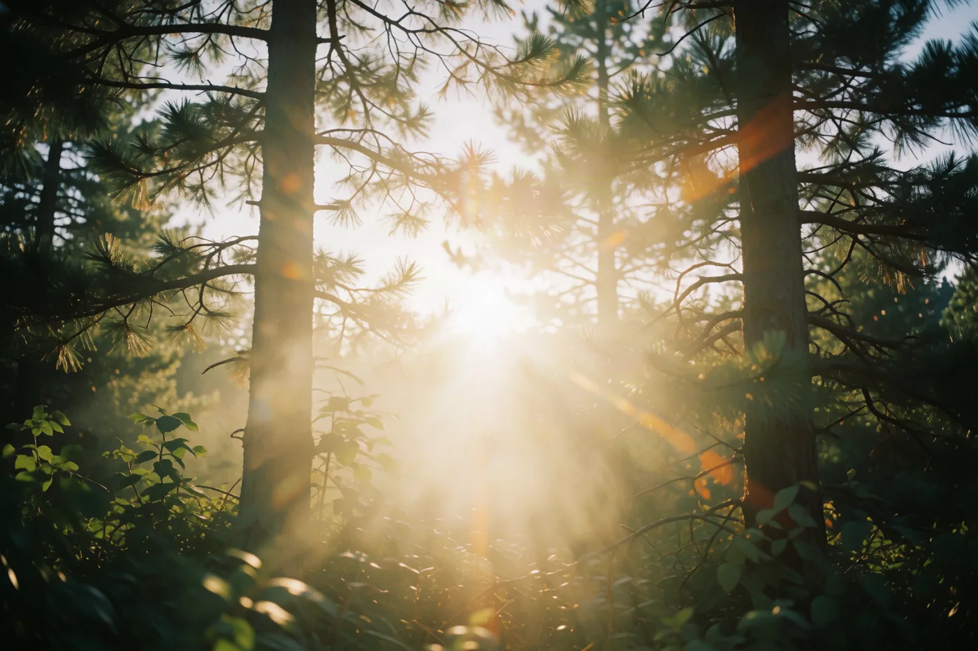 Backlit haze — anamorphic bloom, no clipping.